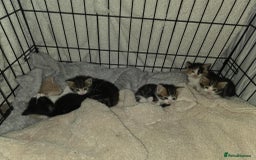 Mixed Breed cats for sale: Kittens for sale  - Image 6