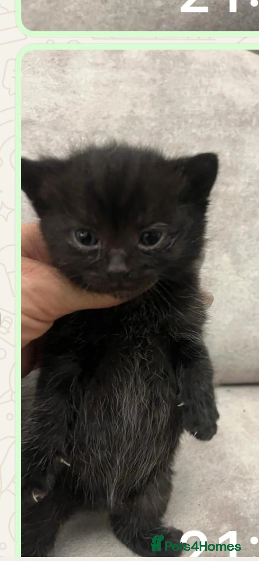 Mixed Breed cats for sale: Chocolate kittens ghost markings  - Advert 3