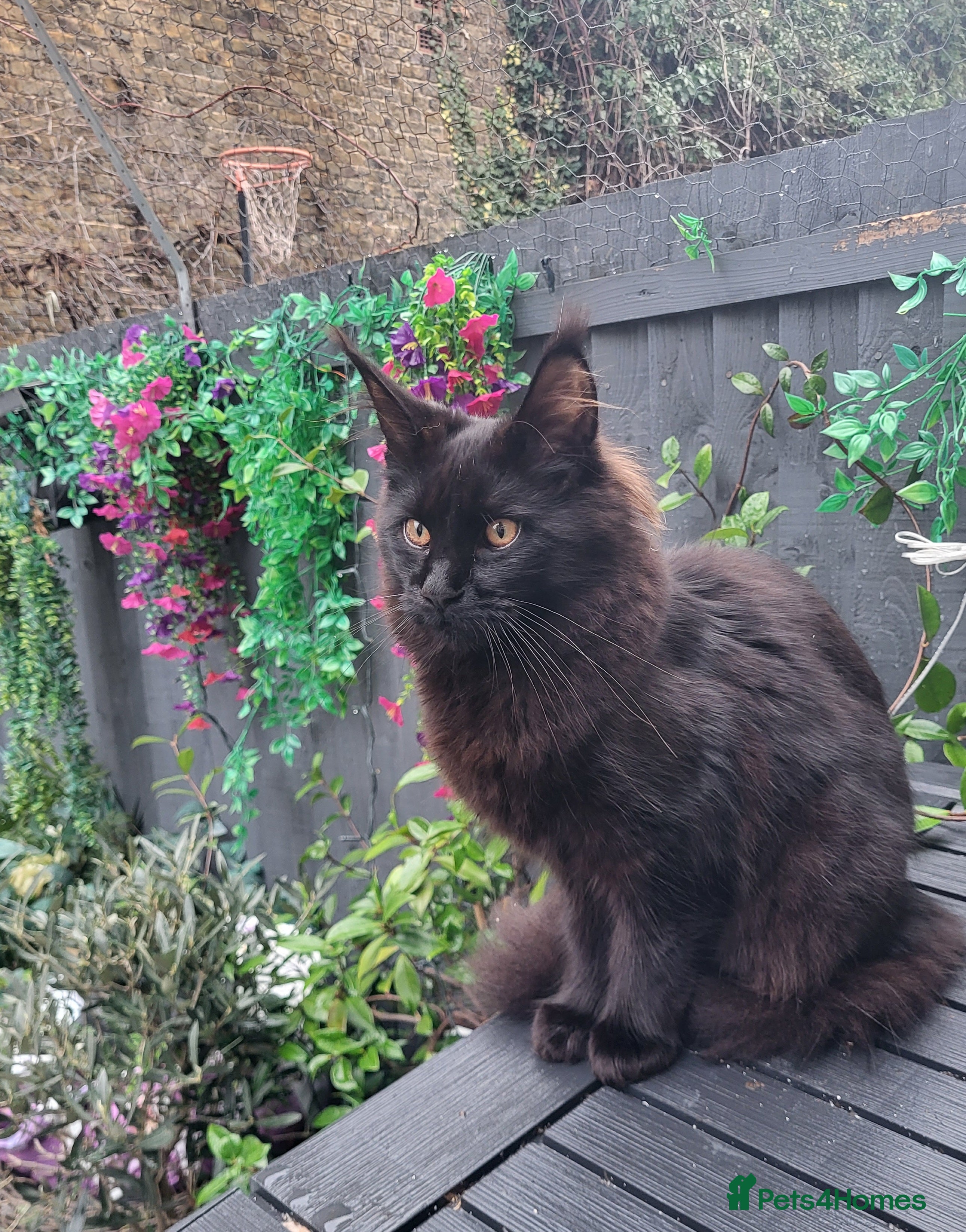 Maine Coon cats Beautiful Maine coon ready for her forever 🏡  - Advert 6