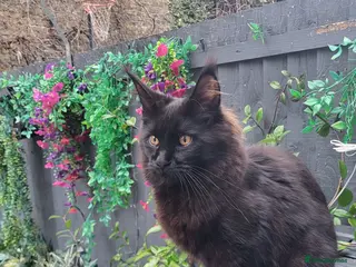 Maine Coon cats Beautiful Maine coon ready for her forever 🏡 - Advert 6