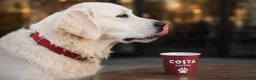 Golden Retriever dogs for sale: DNA Health tested - Champion Lines  - Advert 7