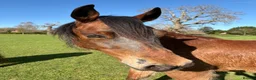 Welsh Section D horses for sale: Perfect summer project! Welsh sec D gelding  in Taunton - Advert 4