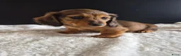 Miniature Dachshund dogs for sale: KC Reg Miniature Long-Haired Dachshund Ready Now!  - Advert 3