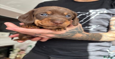 Miniature Dachshund dogs - Advert 15