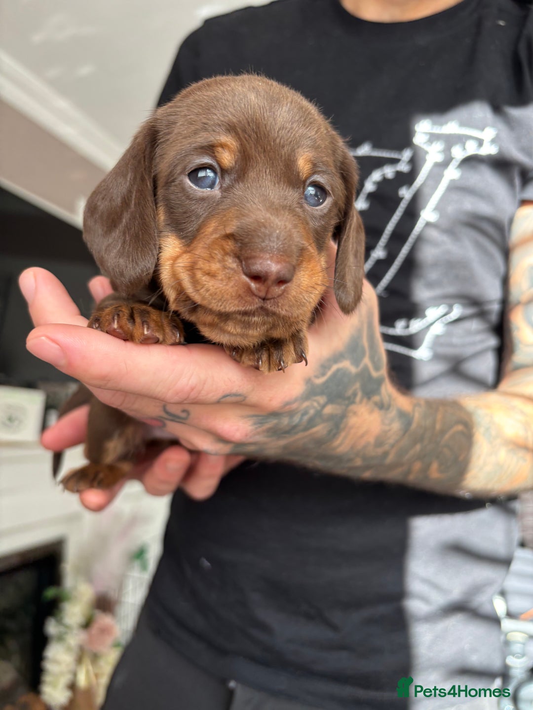 Miniature Dachshund dogs for sale: FOR SALE *Miniature dachshund puppies*  - Image 3