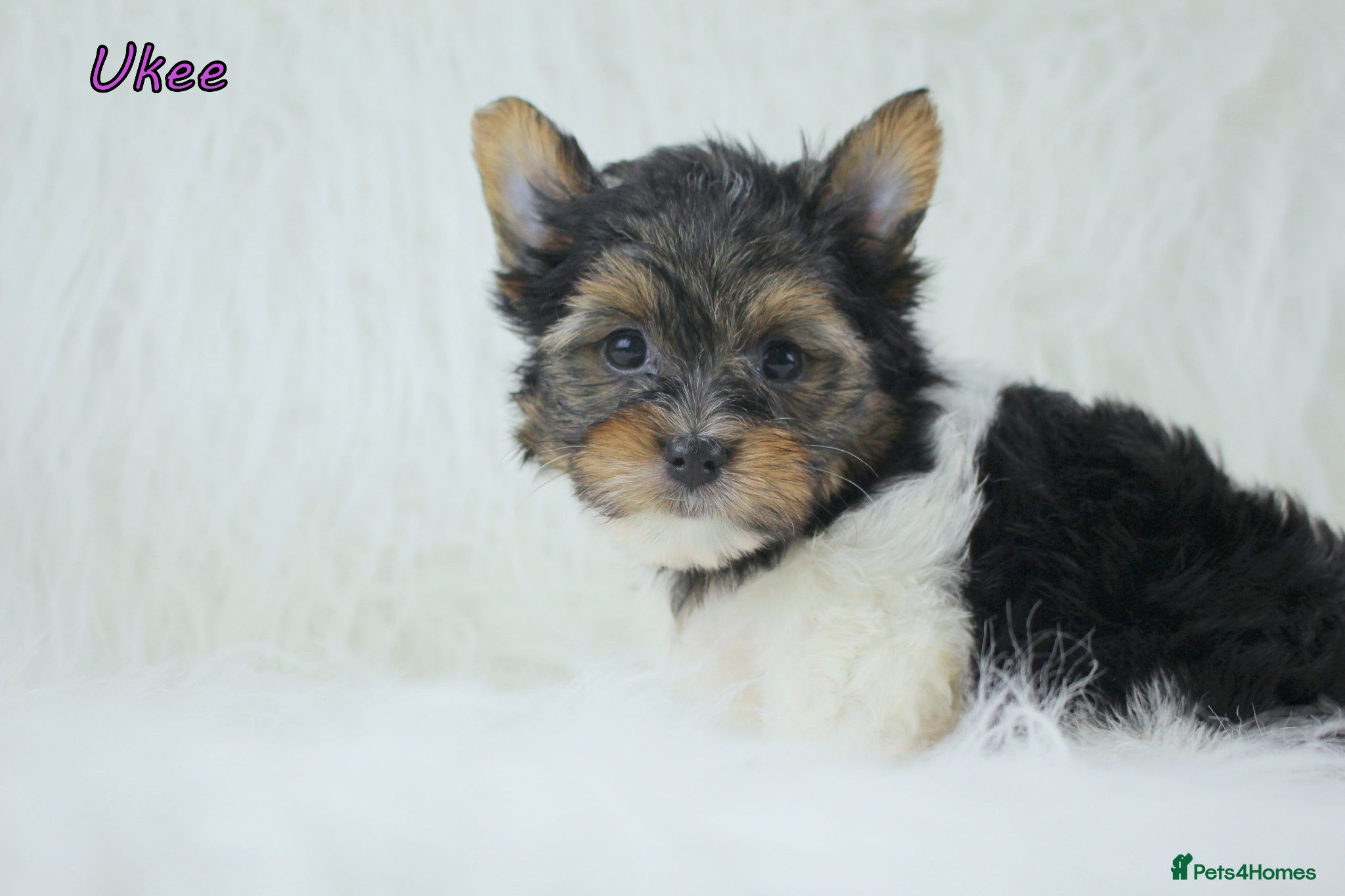 Yorkshire Terrier dogs ✨ Stunning Biewer & Merle Yorkies – Ready 09 Apr ✨ - Advert 1