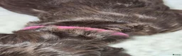 Cocker Spaniel dogs for sale: BEAUTIFUL COCKER SPANIEL PUPS - Advert 9