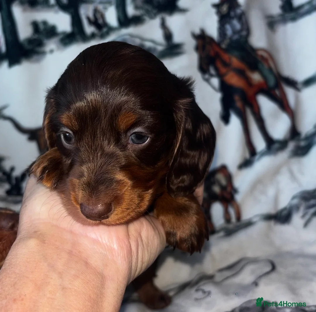 Dachshund dogs for sale: Miniature dachshund puppies 🐶long: smooth hair  - Advert 37