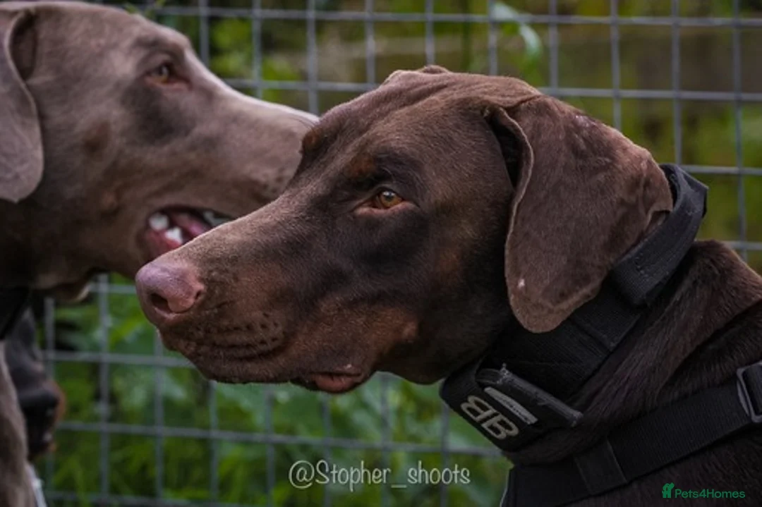Dobermann dogs for stud: Proven chocolate and tan male for stud in Coventry - Advert 6