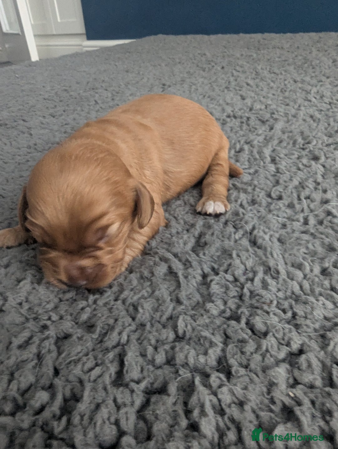Cockapoo dogs for sale: Red Miniature Cockapoos - Image 8