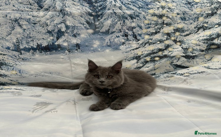 Maine Coon cats - Advert 7