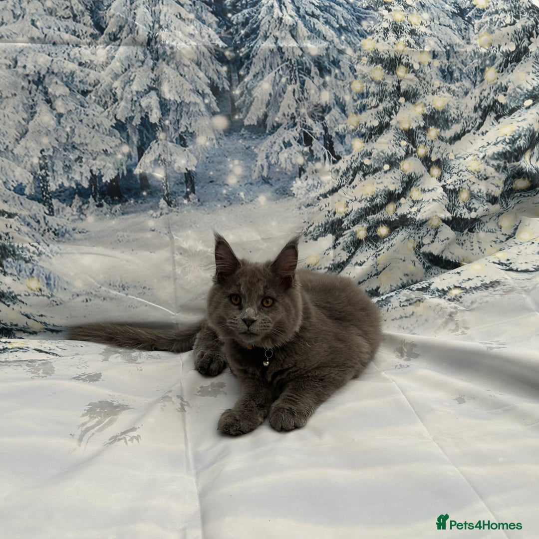 Maine Coon cats for sale: ❤️ Ready to go . GCCF Mainecoon kittens available  - Advert 2