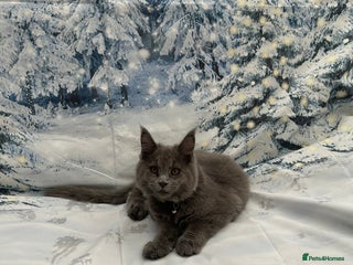 Maine Coon cats Beautiful GCCF reg Mainecoon kittens available - Advert 11