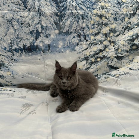 Maine Coon cats - Advert 2