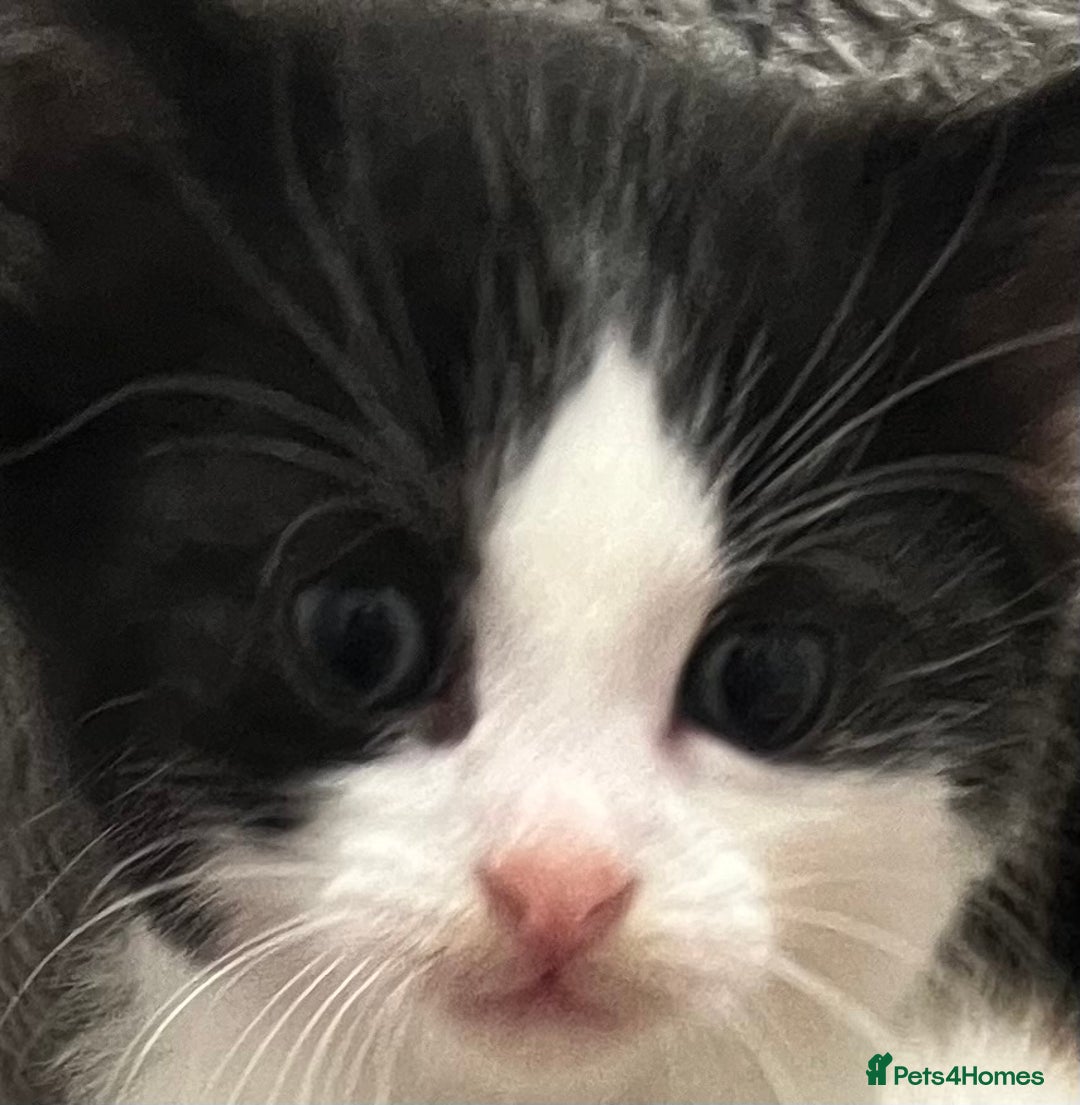 Mixed Breed cats for sale: A Surprise Litter. Dot’s first and last!  - Advert 8