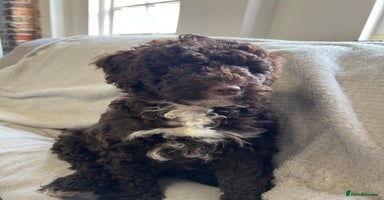 Goldendoodle dogs - Advert 16