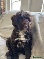 Goldendoodle dogs - Advert 16