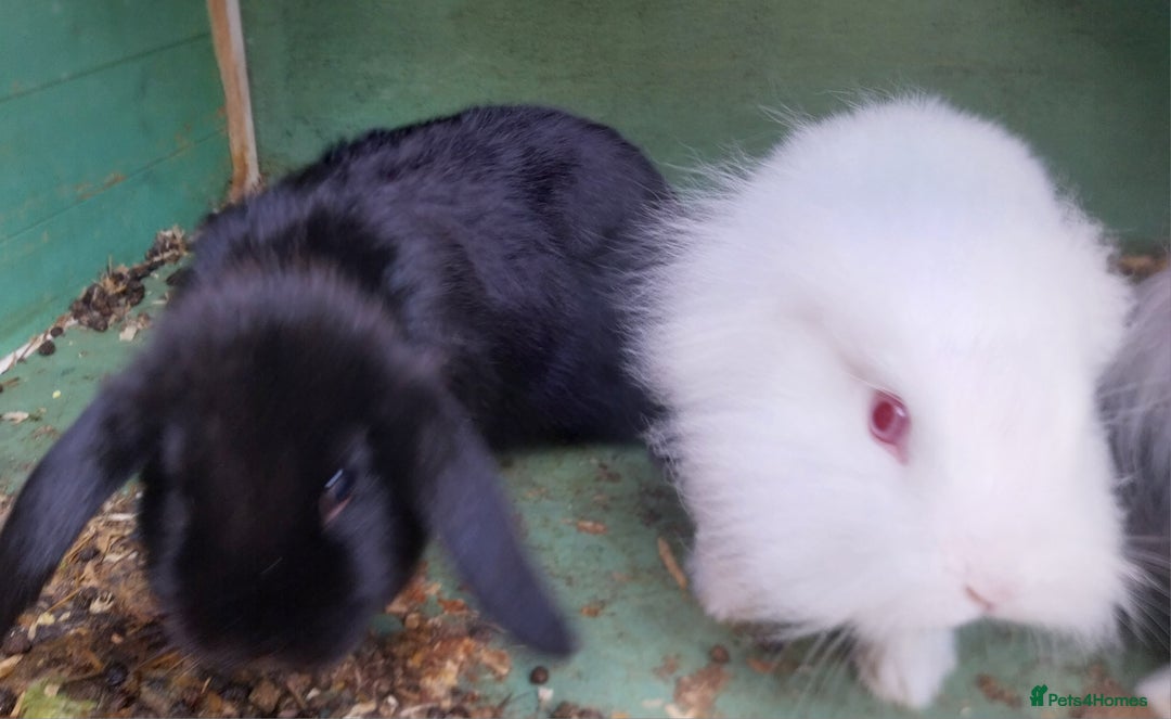 Mini Lion Lop rabbits for sale: Mini Lion Lops. - Image 6