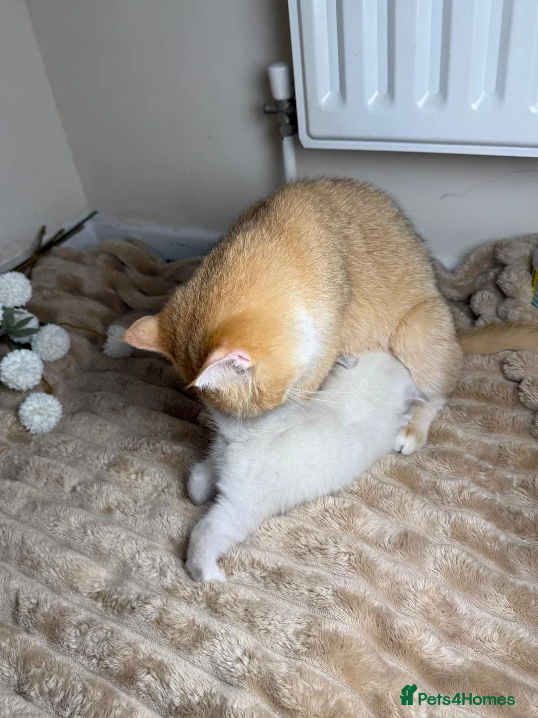 British Shorthair cats for sale: British shorthair cat - Advert 5