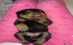 Rottweiler dogs for sale: Beautiful Rottweiler pups  - Image 2