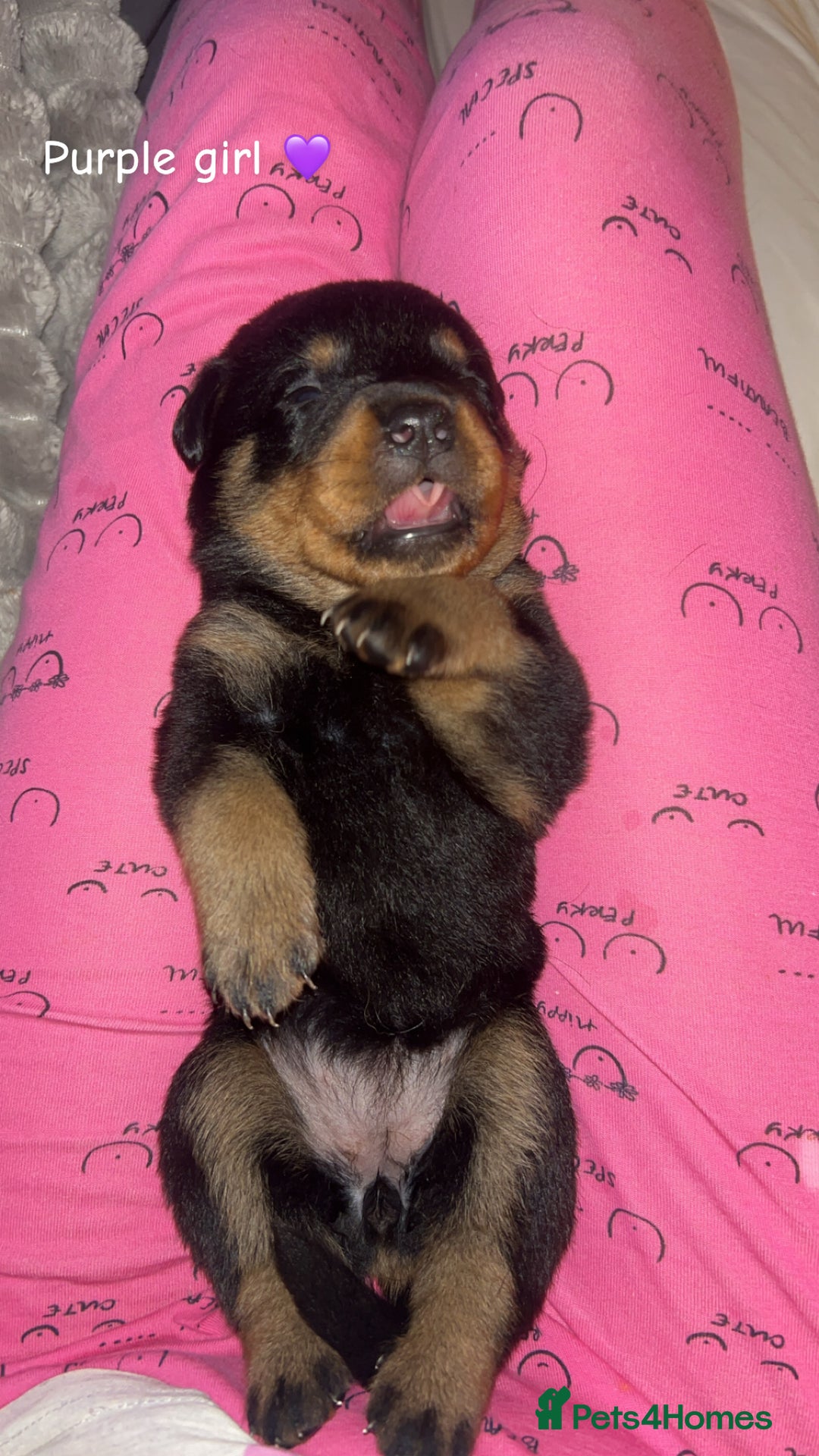 Rottweiler dogs for sale: Beautiful Rottweiler pups  - Image 2
