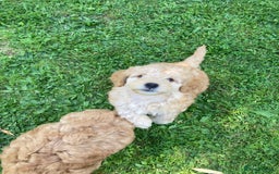 Mixed Breed dogs for sale: Mixed breed puppy - last one - Image 6