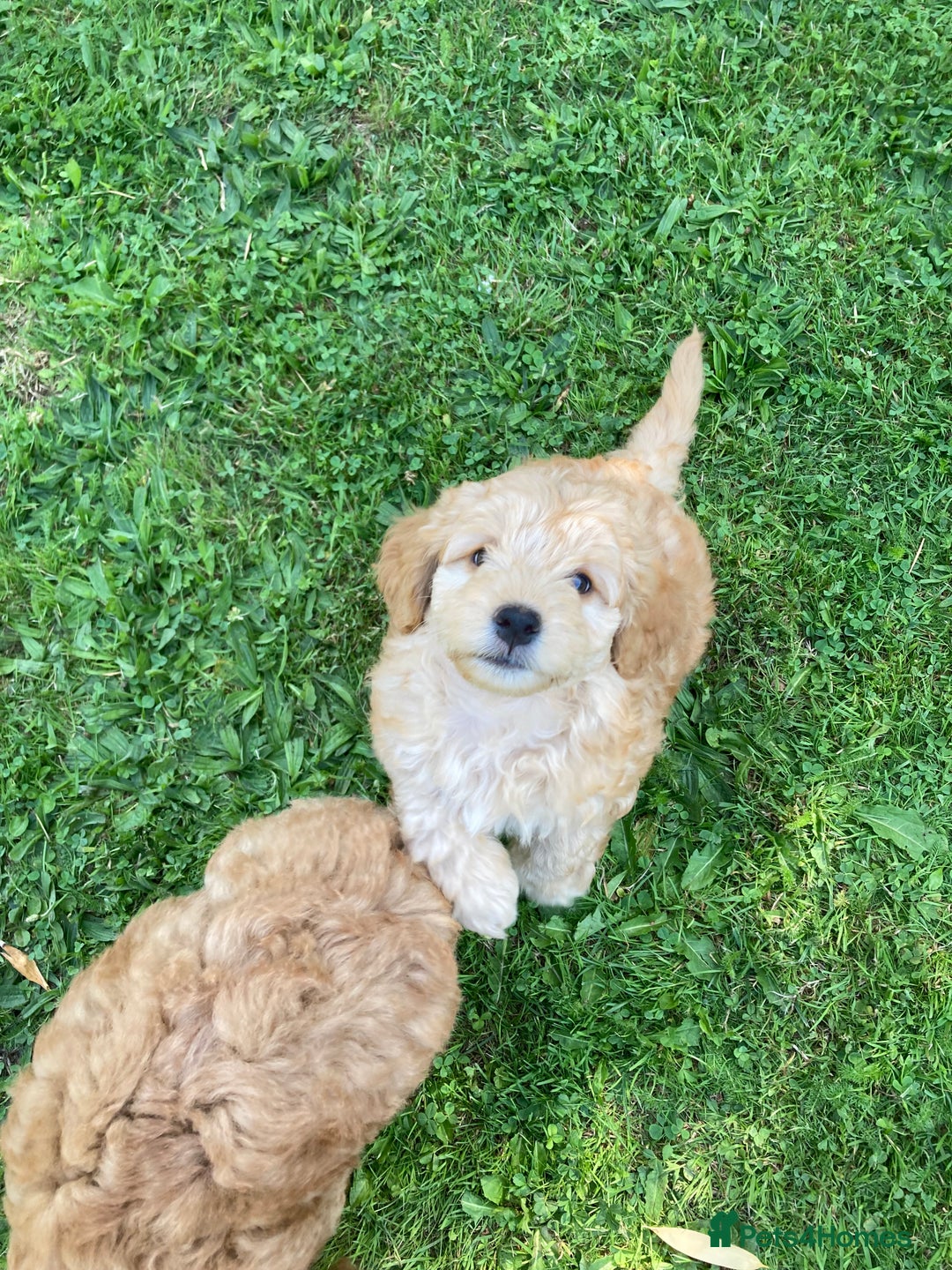 Mixed Breed dogs for sale: Mixed breed puppy - last one - Image 6