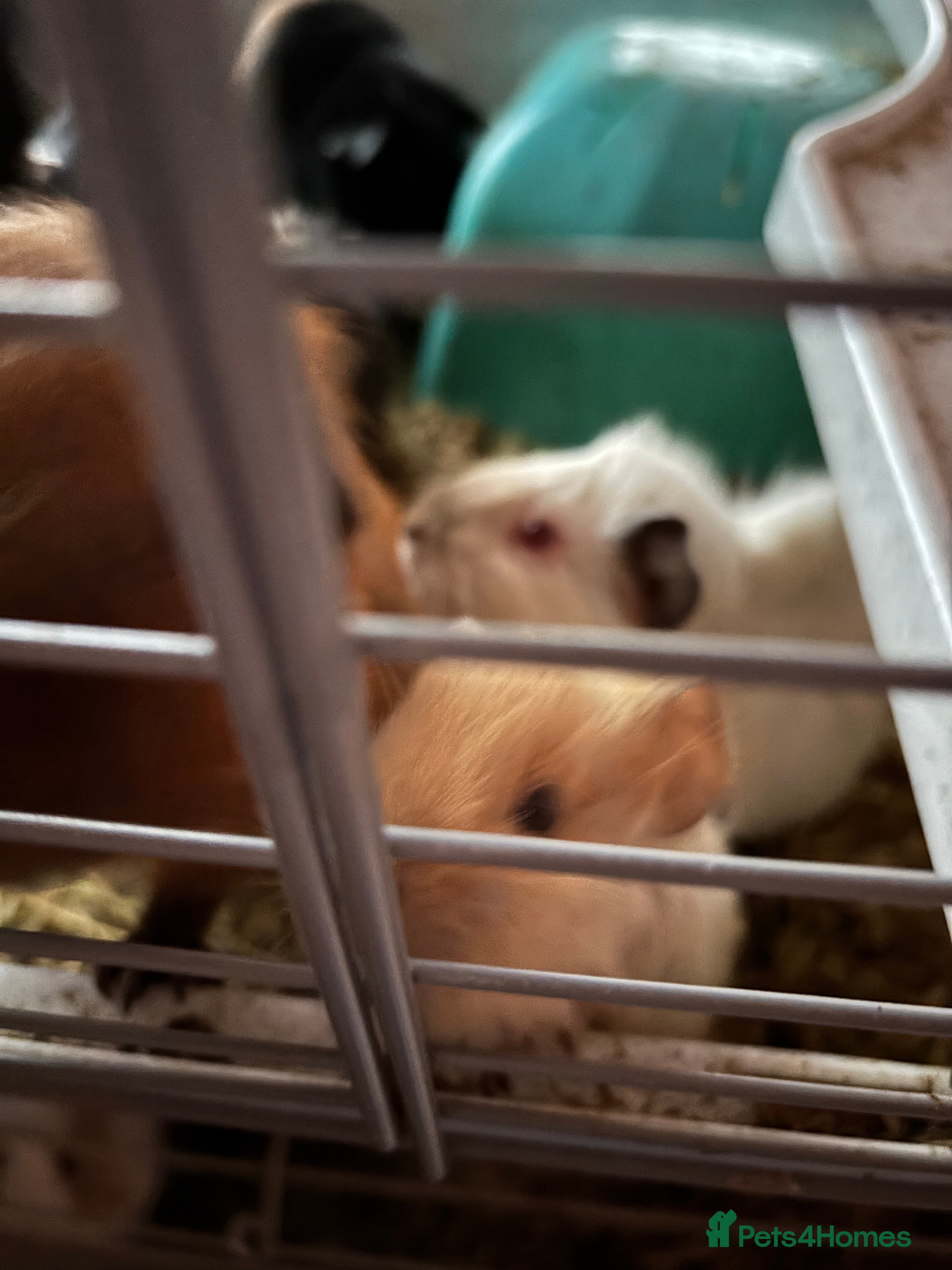 Guinea Pig rodents Young guinea pigs  - Advert 9