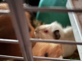 Guinea Pig rodents Young guinea pigs - Advert 11