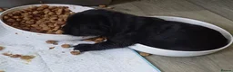 Goldador dogs for sale: 8 adorable goldadors  in Ledbury - Advert 11