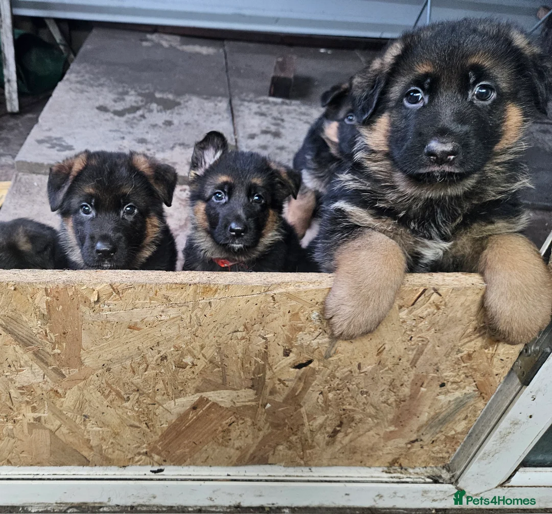 German Shepherd dogs for sale: German shepherd puppies - Advert 12