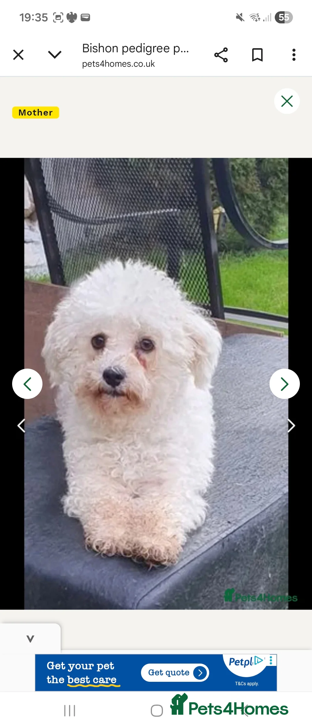 Bichon Frise dogs for sale: Bishon pedigree puppys - Advert 9