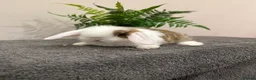 Mini Lop rabbits for sale: Stunning Mini Lop, Ready To Reserve - Advert 2
