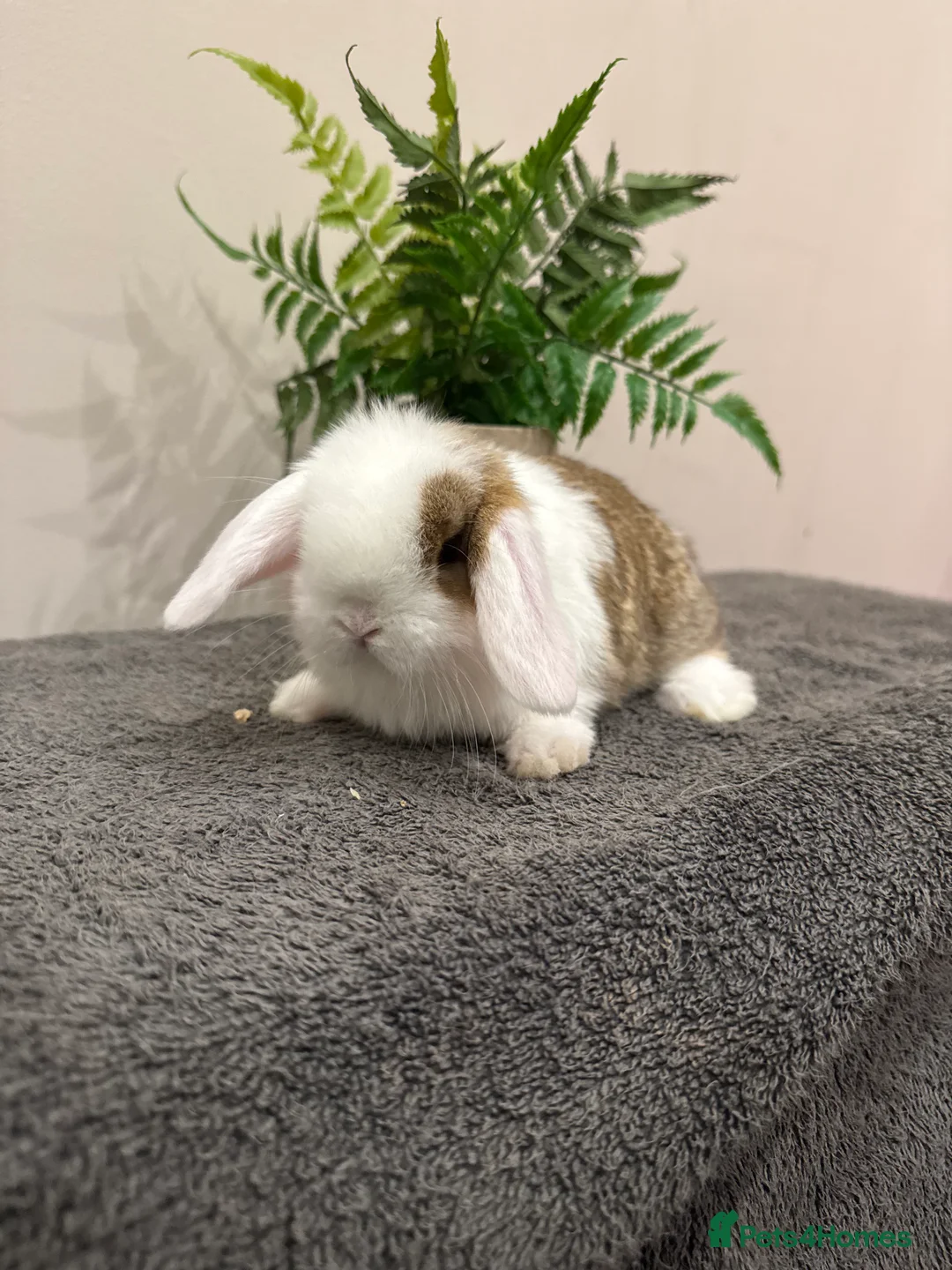 Mini Lop rabbits for sale: Stunning Mini Lop, Ready To Reserve - Advert 2
