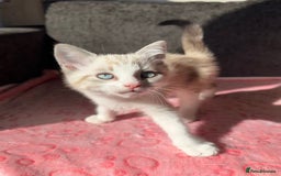 Maine Coon cats for sale: Gorgeous RARE Maine coon X Siamese Kitty 🩷 - Image 6