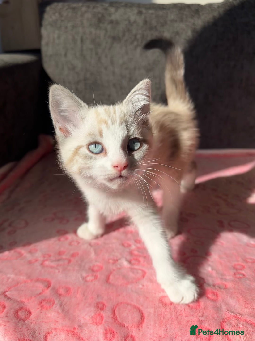 Maine Coon cats for sale: Gorgeous RARE Maine coon X Siamese Kitty 🩷 - Image 6
