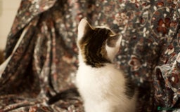 Mixed Breed cats for sale: 4 Beautiful Kittens Ready For Their Forever Homes - Image 11