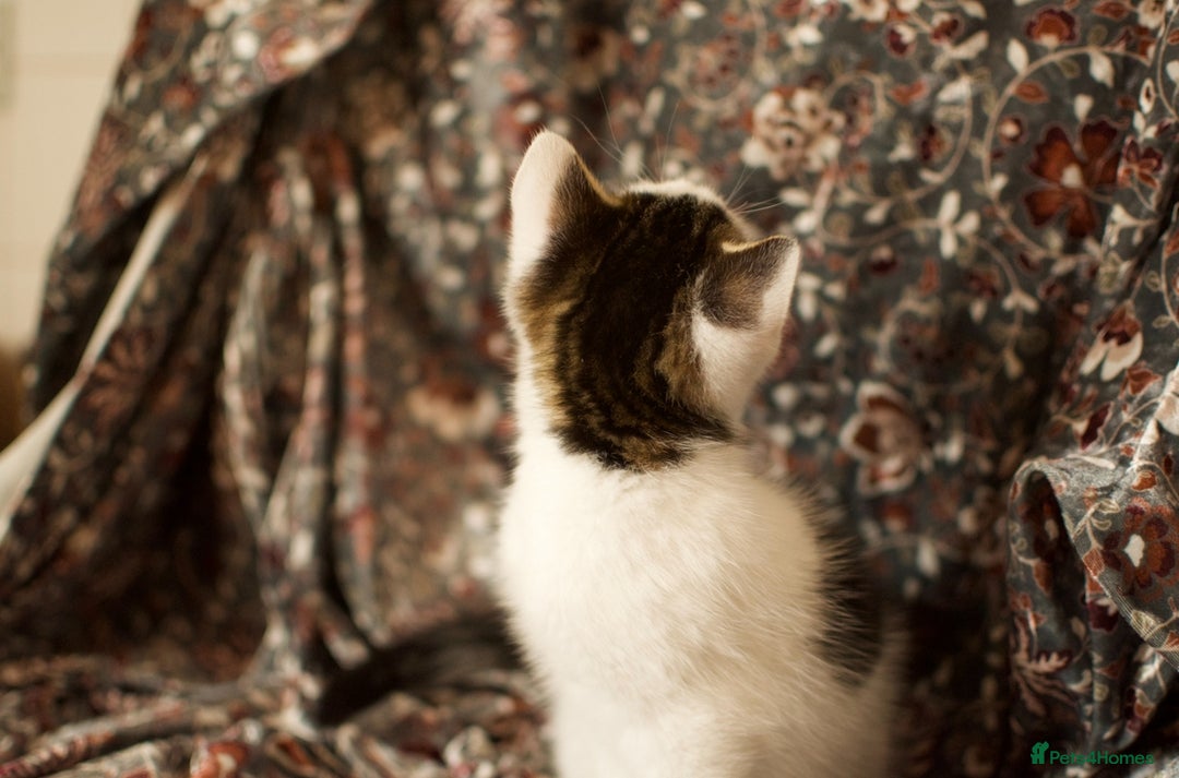 Mixed Breed cats for sale: 4 Beautiful Kittens Ready For Their Forever Homes - Image 11