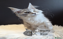 Maine Coon cats for sale: 2 outstanding girls from a shaded line  - Image 8