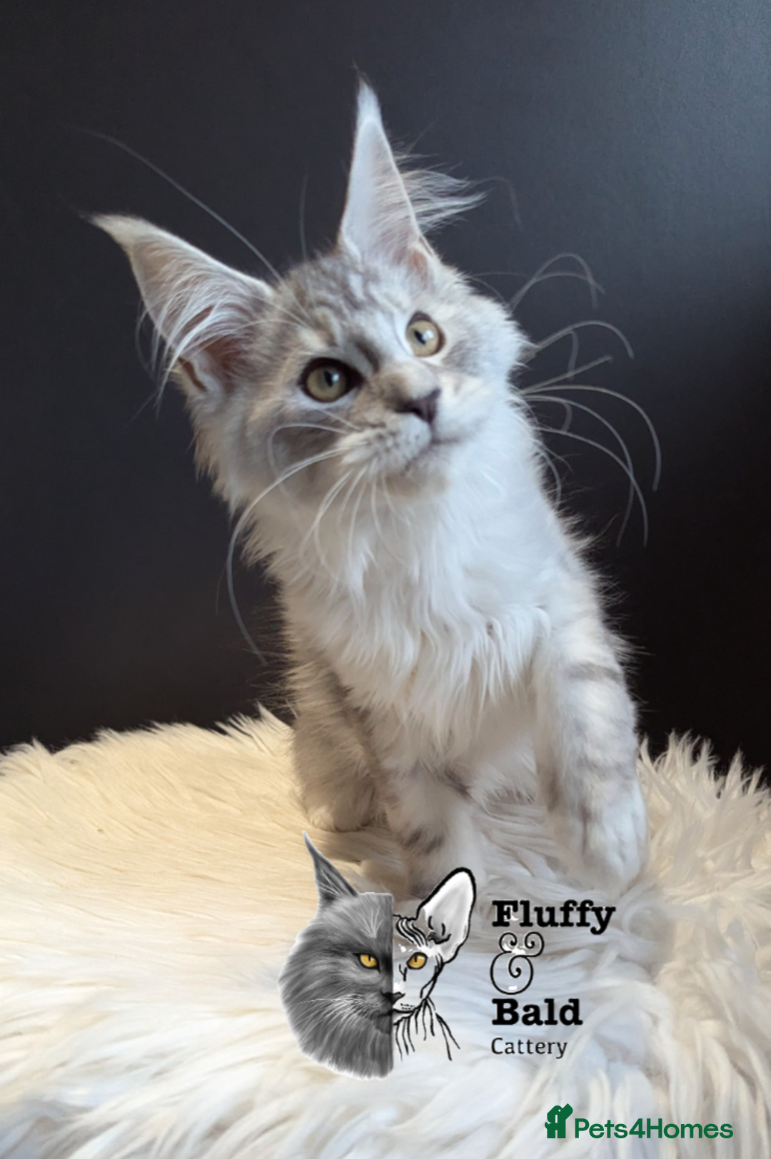 Maine Coon cats for sale: 2 outstanding girls from a shaded line  - Image 8