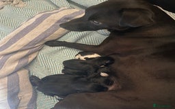Patterjack dogs for sale: Patterjack and Much wenlock puppies - Image 9