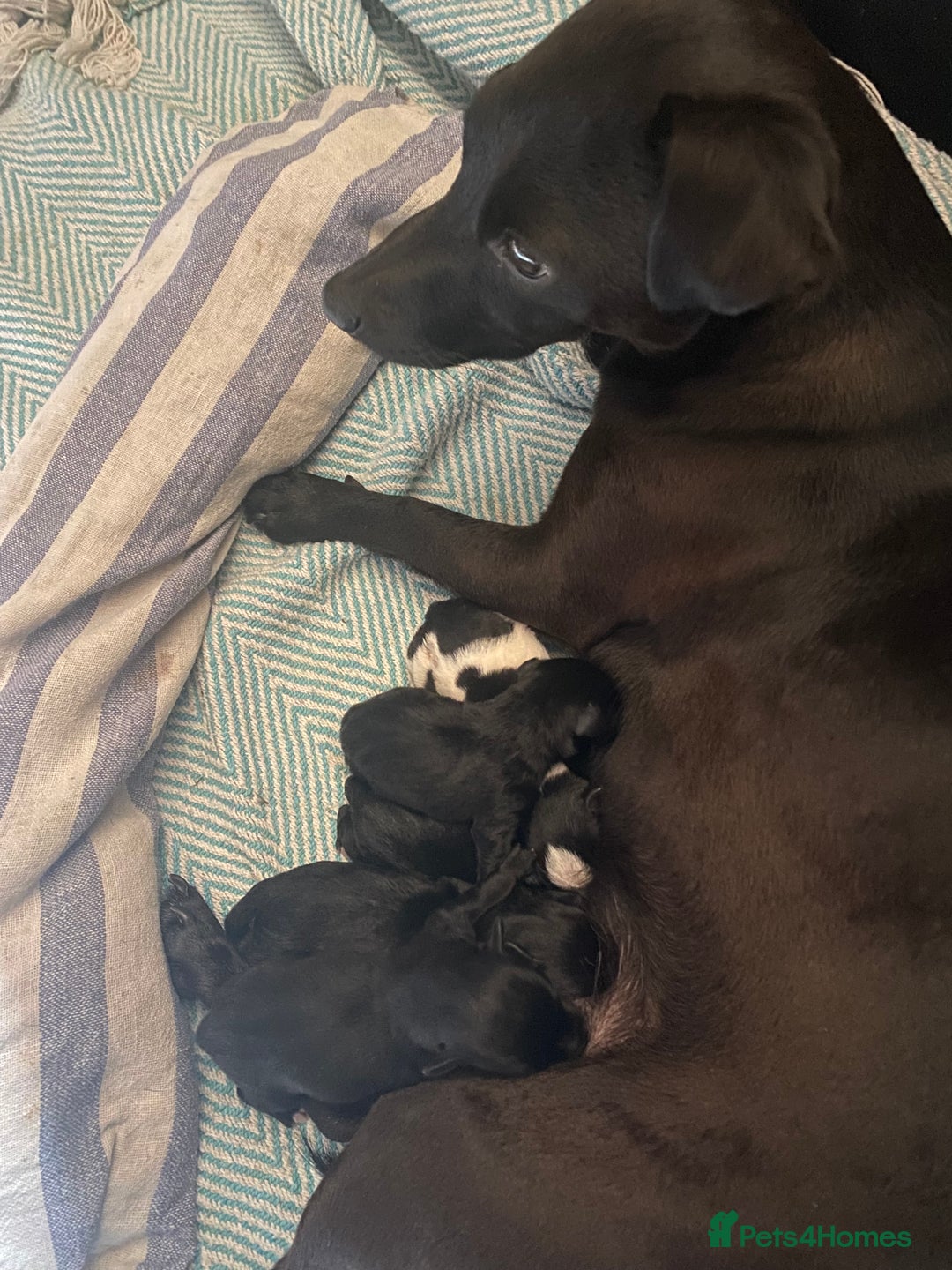 Patterjack dogs for sale: Patterjack and Much wenlock puppies - Image 9