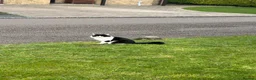 Mixed Breed cats for sale: Female black / white kitten - Advert 6