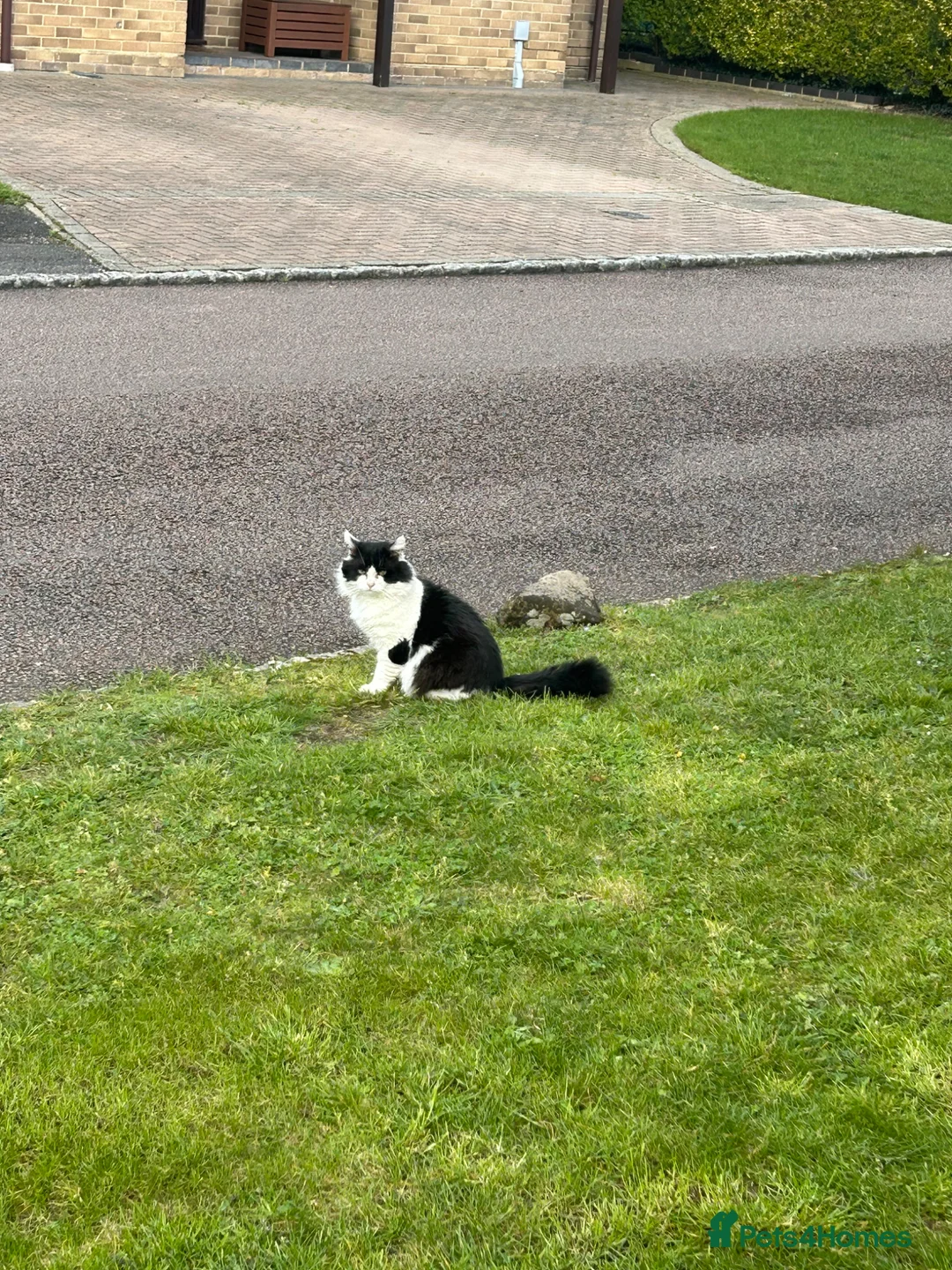 Mixed Breed cats for sale: Female black / white kitten - Advert 6