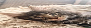 Maine Coon 2