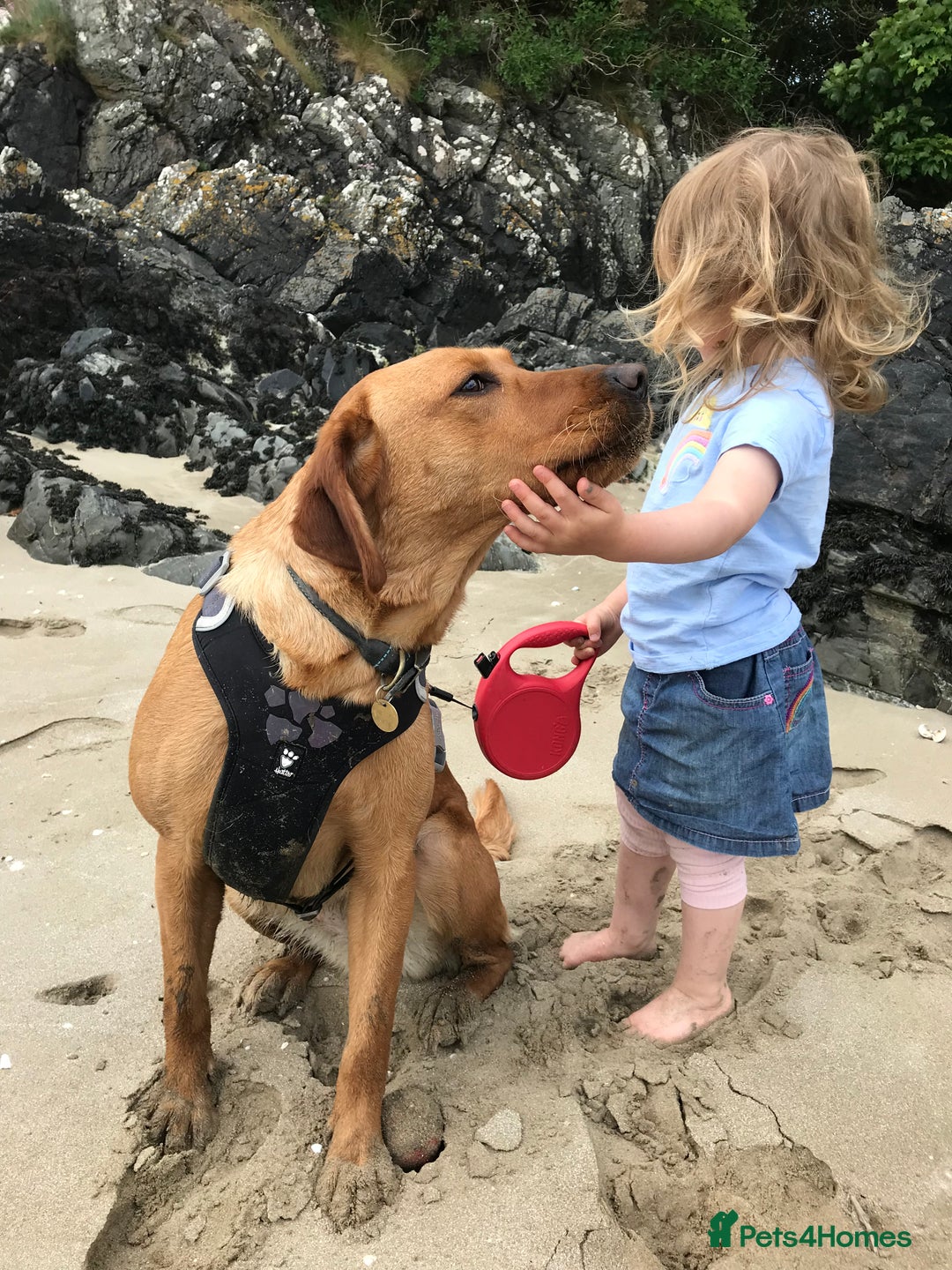 Labrador Retriever dogs for sale: Beautiful KC reg Labrador puppies - Image 19