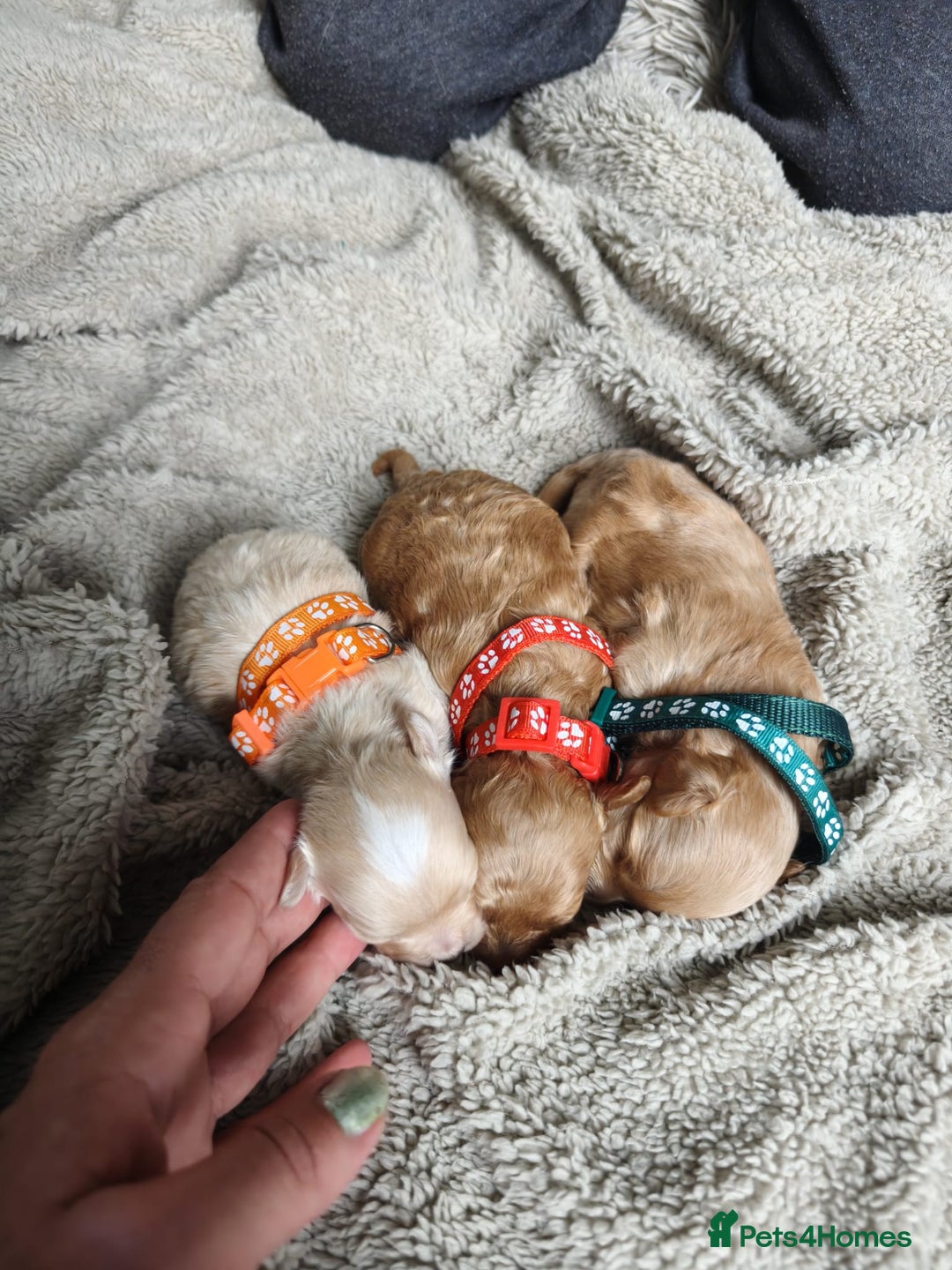 Maltipoo dogs for sale: F1B Toy Maltipoo  - Image 15