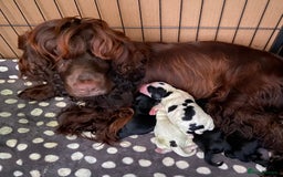 Cocker Spaniel dogs for sale: Cocker Spaniel Boy Puppy - Image 8