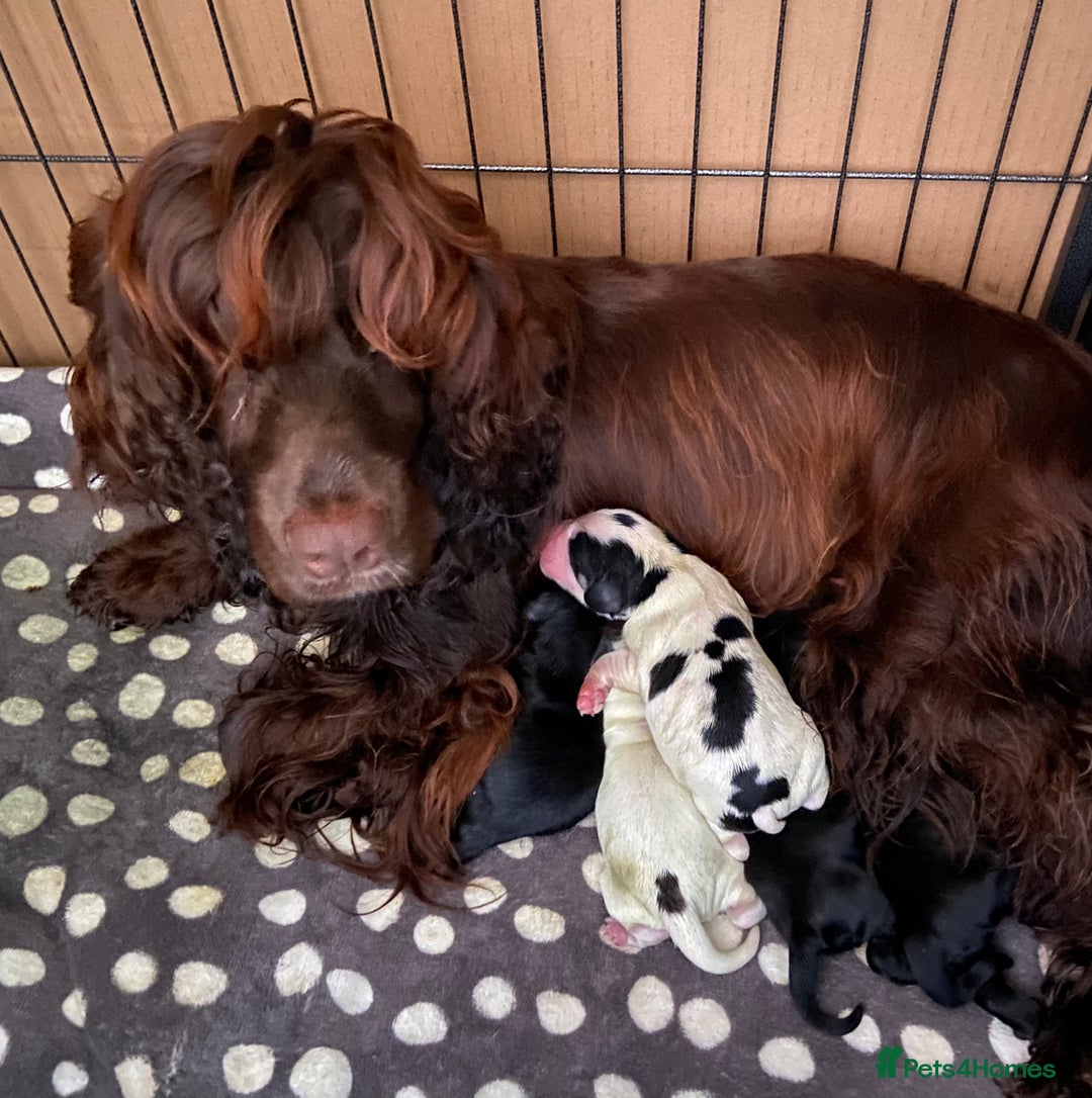 Cocker Spaniel dogs for sale: Cocker Spaniel Boy Puppy - Image 8