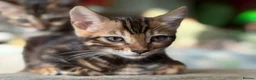 Bengal cats for sale: TIGA BENGAL KITTENS FOR SALE - READY 25/04/26 - Advert 3